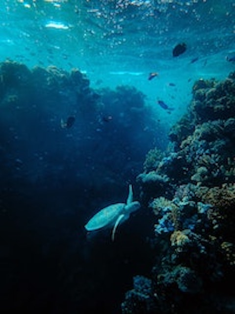 Coral reef with sea turtle swimming up