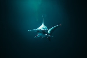 Hammerhead Shark