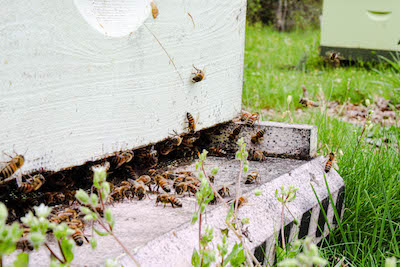 Bees at the UGA agriculutral farm in Watkinsville, Georgia