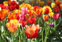 Colorful field of Tulips